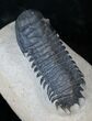 Nicely Preserved Crotalocephalina Trilobite - #14139-2